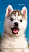 Papel de parede cão Husky HD Cartaz