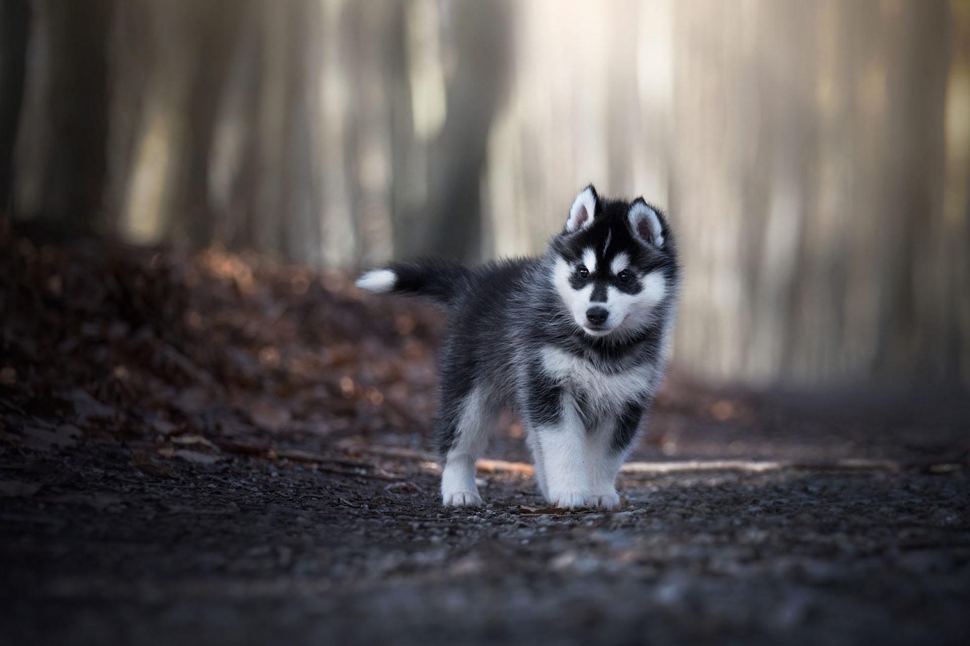 Husky Dog Wallpaper Hd Backgrounds Themes For Android Apk