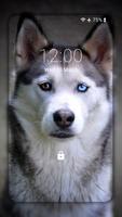 Papel de parede cão Husky HD imagem de tela 1