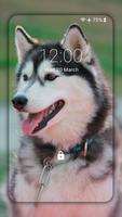 Papel de parede cão Husky HD imagem de tela 2