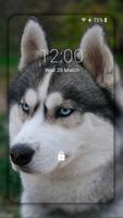 Husky dog Wallpaper HD Themes ảnh chụp màn hình 3
