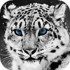 Leopardo de nieve Wallpaper HD: fondos y temas icono
