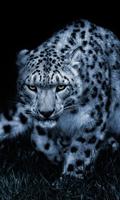 Leopardo de nieve Wallpaper HD: fondos y temas Poster