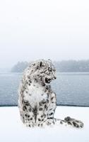 Leopardo de nieve Wallpaper HD: fondos y temas captura de pantalla 1