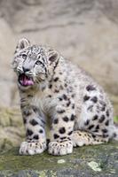 Leopardo da neve Wallpaper HD: fundos e temas imagem de tela 2