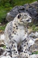 Leopardo da neve Wallpaper HD: fundos e temas imagem de tela 3