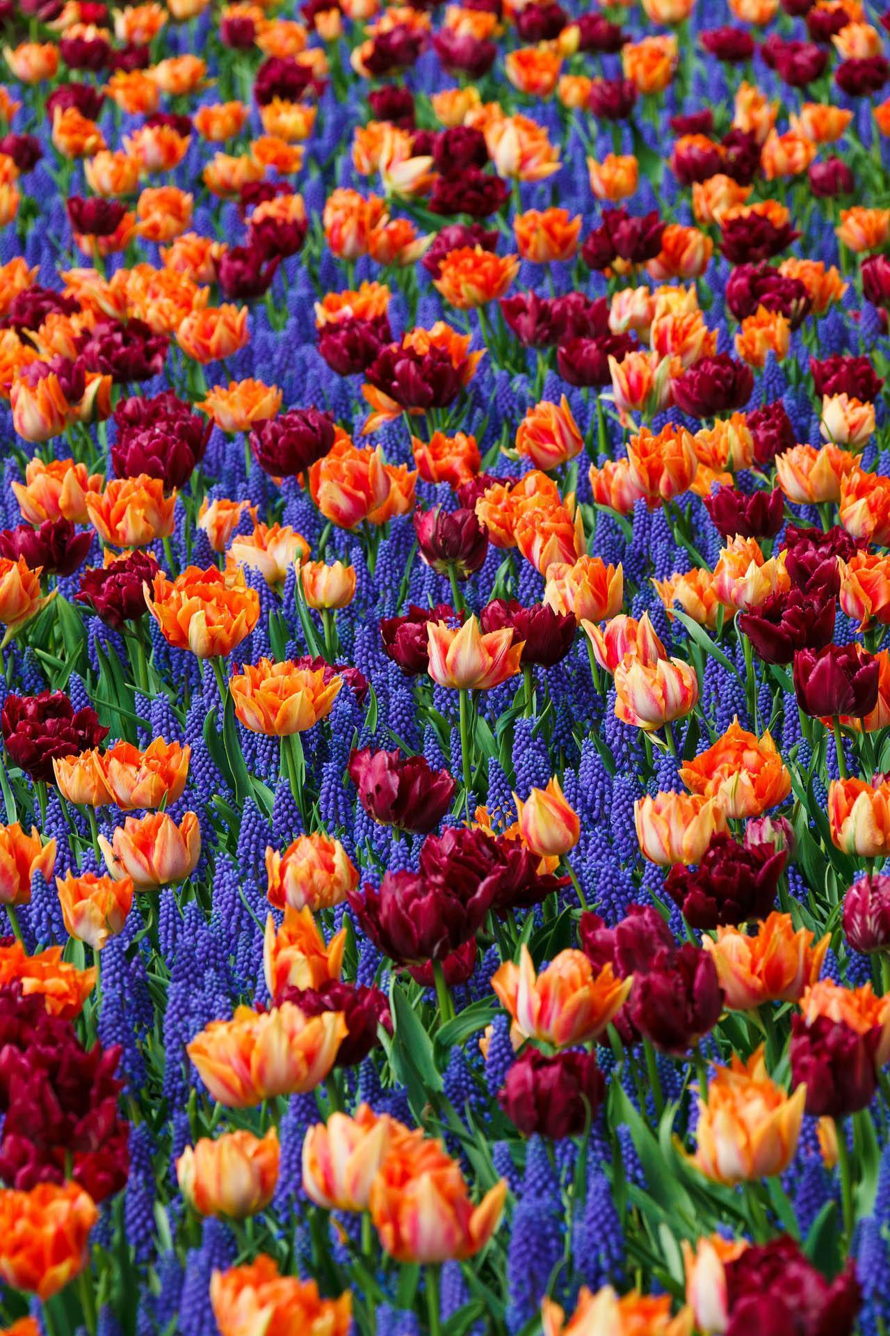pics Image Fond D'écran Printemps printemps fond d ecran hd arriere
