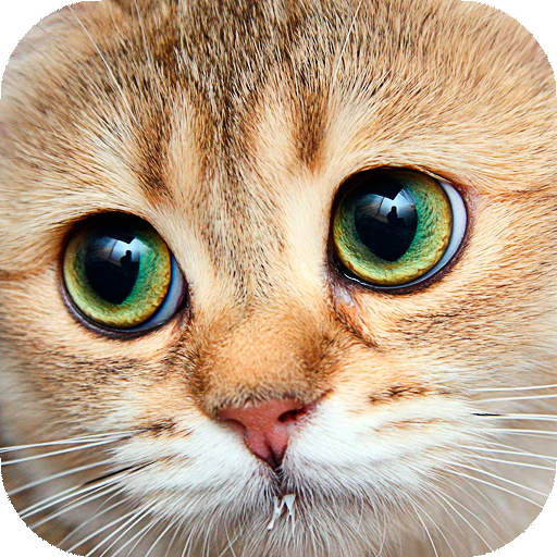 Gatinhos e Gatos Live Wallpaper HD (fundo ao vivo)