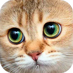 Cats Live Wallpapers APK download