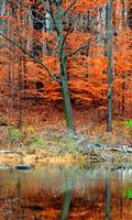 Pond Live Wallpaper - Paysages d'automne capture d'écran 1