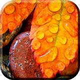 Autumn Rain Live Wallpaper (milieux vivants) icône