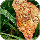 Falling Leaves Live Wallpapers icon