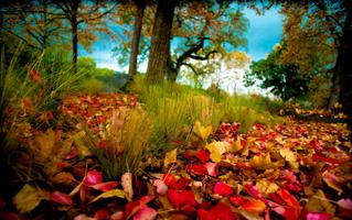 Falling Leaves Live Wallpapers screenshot 3