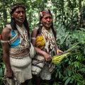amazon rainforests