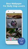 American Bully Dog Wallpaper Affiche