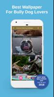 American Bully Dog Wallpaper الملصق