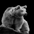 Bear wallpaper