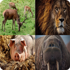 Icona Animal Names