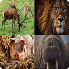 Animal Names icon