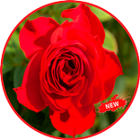 Romantic Flowers And Roses 🌹 