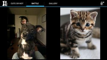Poster Kitten or Puppy