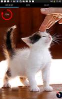 3 Schermata Kitten or Puppy