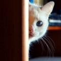 cute cats wallpapers HD