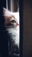 cute cats wallpapers HD Affiche