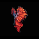 amoled wallpapers APK