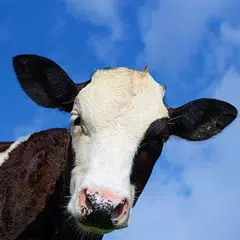 Crazy Cow FREE APK Herunterladen