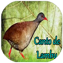 Canto de Lambu Offline APK