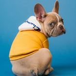 Dog & Puppy Wallpaper 4K +1M