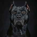 Icona Cane Corso Wallpaper