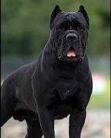 Poster Cane Corso Wallpaper