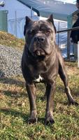 1 Schermata Cane Corso Wallpaper