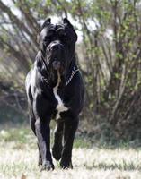 2 Schermata Cane Corso Wallpaper