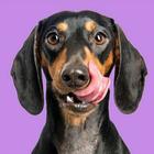 Dachshund Wallpapers icon