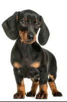 Dachshund Wallpapers poster