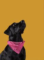Dachshund Wallpapers screenshot 1