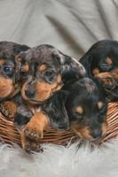 Dachshund Wallpapers screenshot 2
