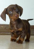 Dachshund Wallpapers screenshot 3