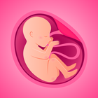 Pregnancy Tracker & Due Date ícone