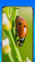 Lupe: Magnifying Glass, Flash Screenshot 1