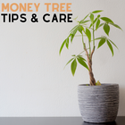 Money Tree icon