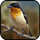 Canto de Bandoleta APK