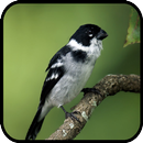 Cantos Passaro Colerio do Norte APK