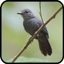 Canto de Ipecuá APK
