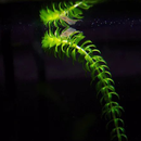Anacharis Plant Guide APK