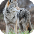 Coyotes Howling