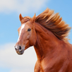 Horses Wallpapers APK